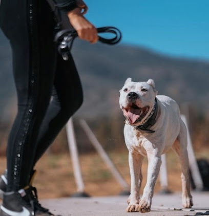 High Level K9 Dog Training