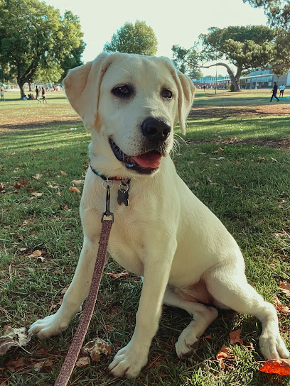 Bay Area Dog Training