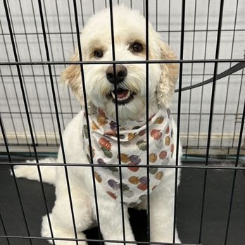 Dog Grooming PETfectionist