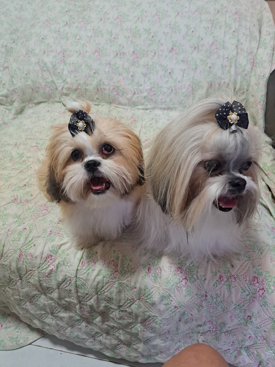 Clinica Veterinária Paiçandu Saúde Animal