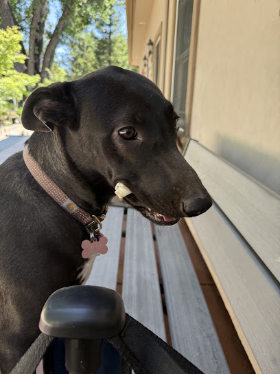 Wiley's Wish Animal Rescue