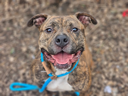 San José Animal Care Center