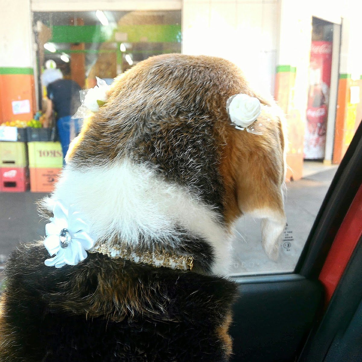 Estação dos Animais