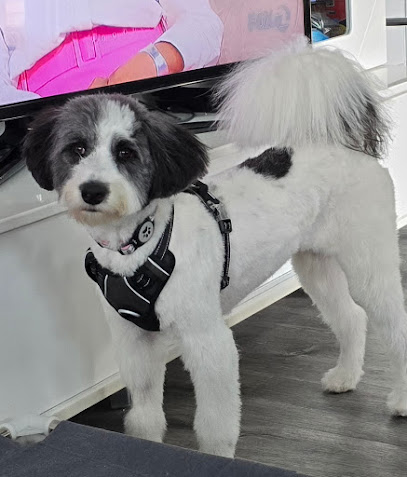 The Puppy Master | Tri-Valley Dog Training