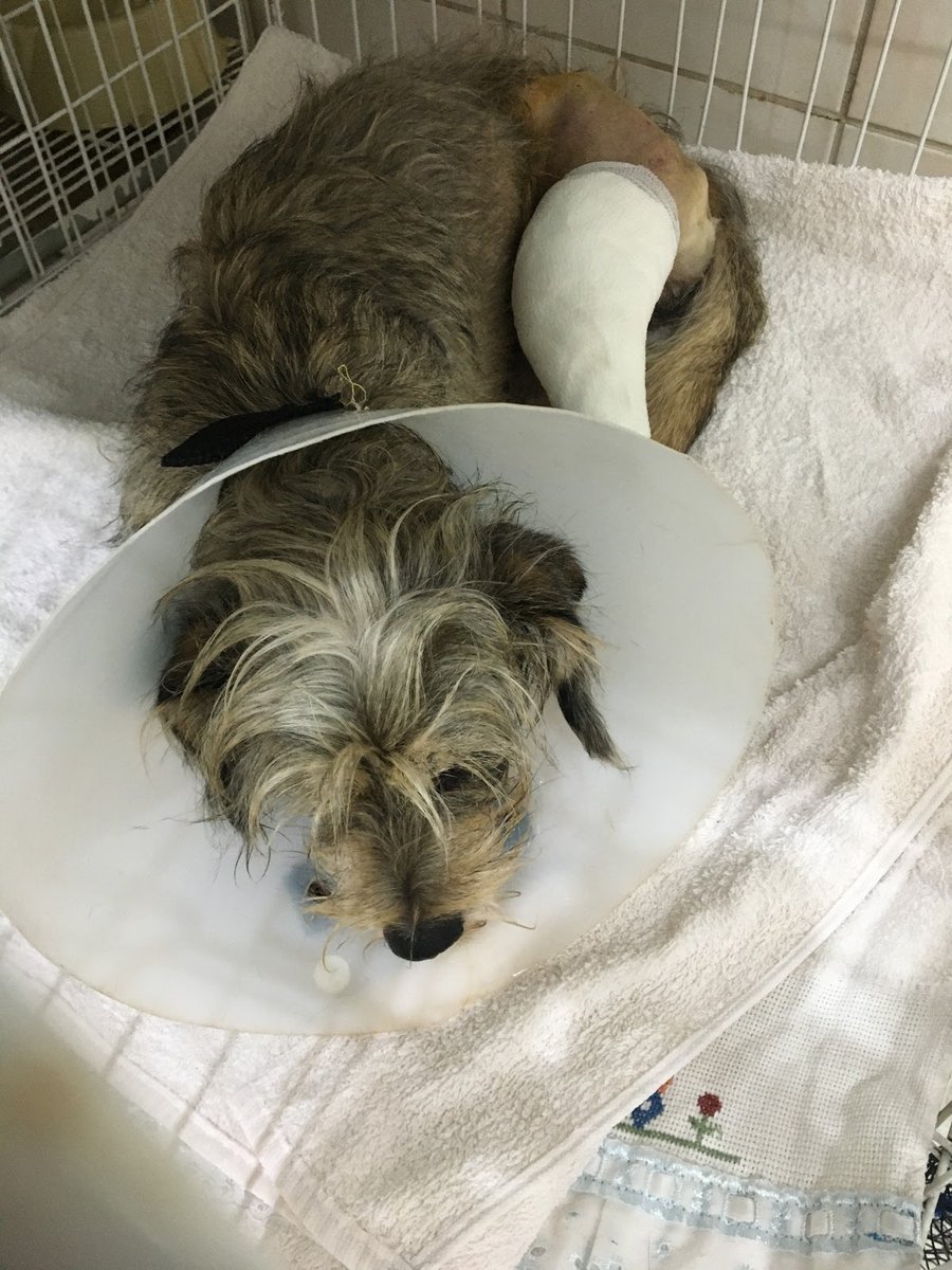 Pet Shop Villa Animal Veterinário