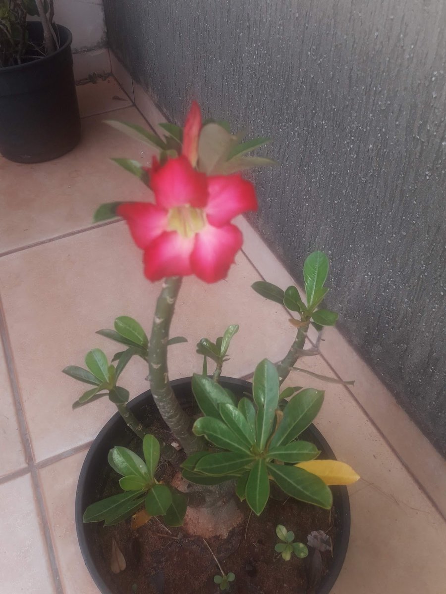 Pelos e Patas Veterinária e Pet shop