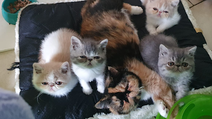 Tailwag Cattery Exotic Shorthair Breeders