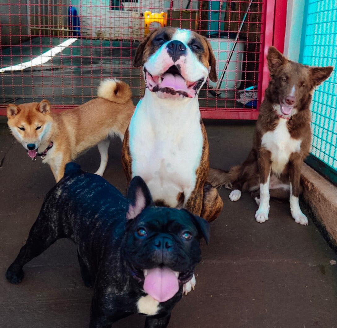 Pet Garden - Pet Shop & Day Care