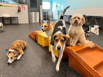 Dogtopia of South Austin