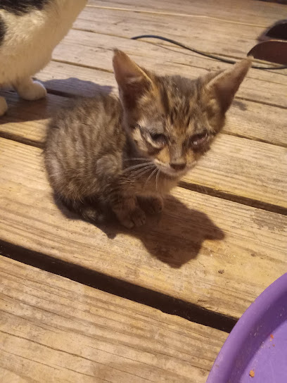 APA! Tarrytown Dog Adoption Center