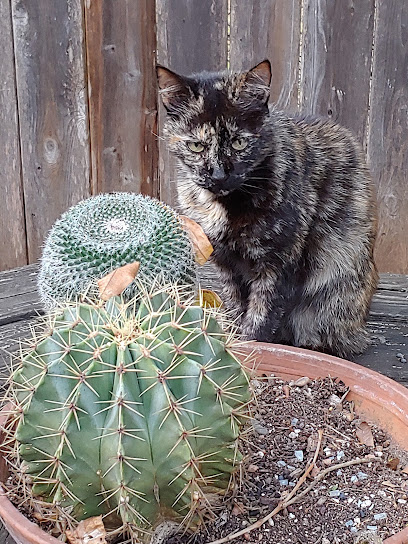 Pawprint Pet Service