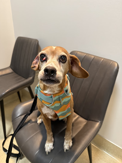 Eye Care for Animals - Far West Blvd Austin