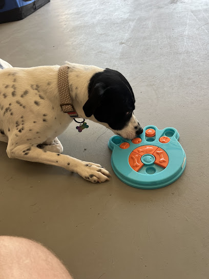 Smarty Hounds - Dog Walking, Overnight Boarding, Drop In Visits & Dog Training