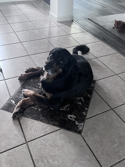 Balcones Animal Hospital Inc