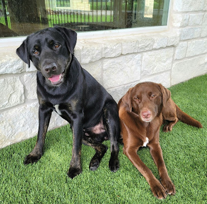 Chico & Chums Pet Sitting