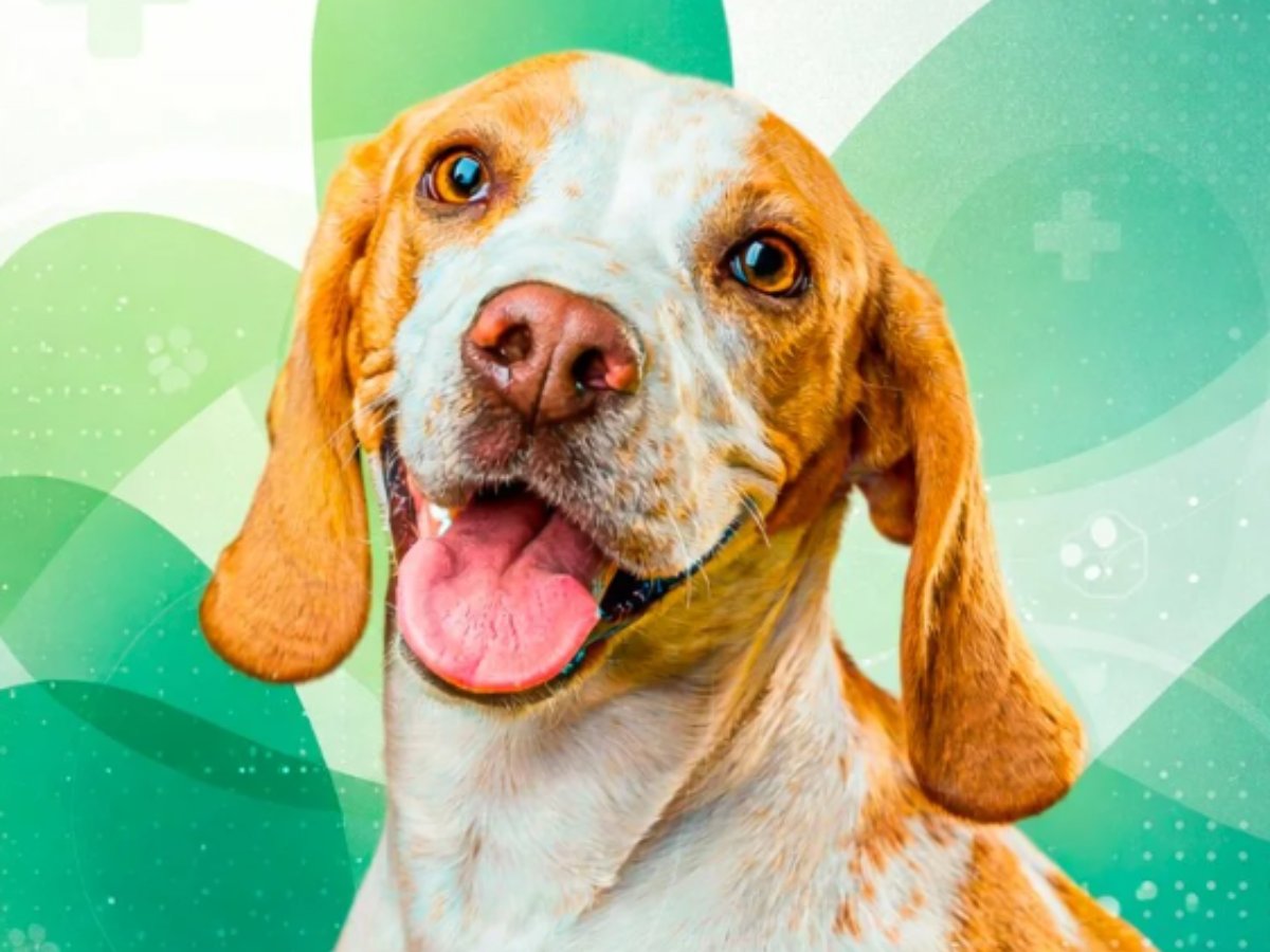 Médica Veterinária