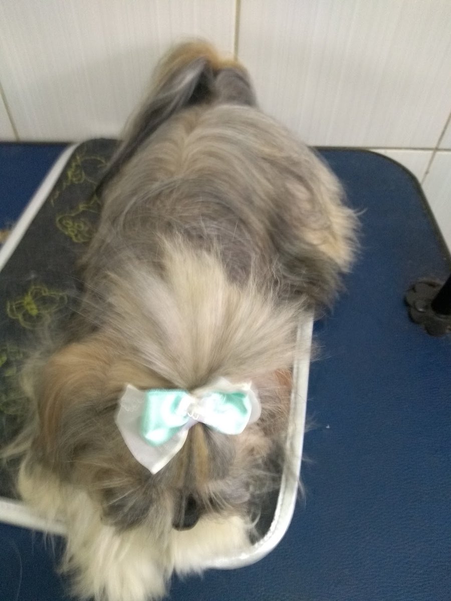 UAU Pet Shop (Fechado)