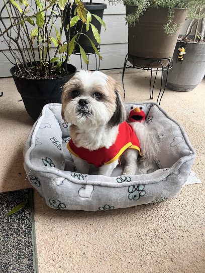 Adorable Grooming by Debbie