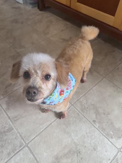 Home Sweet Home Grooming