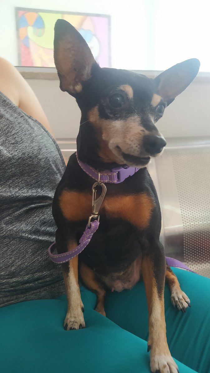 Dr Quina - Centro de Especialidades Veterinarias