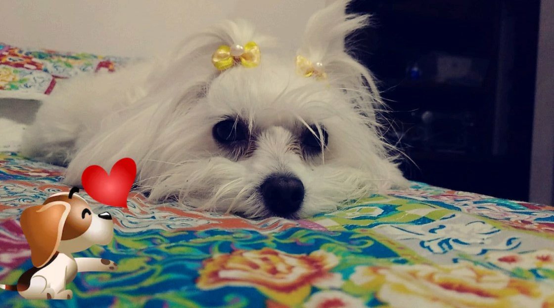 Clínica Veterinária, Estética e Pet Shop República do Bicho