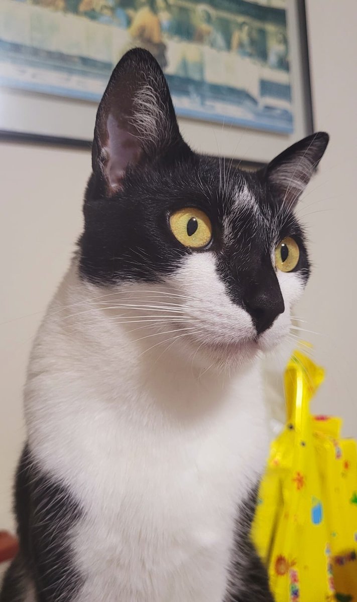 POLIVET-Itapetininga SP Policlínica Cardiologia & Odontologia Veterinária