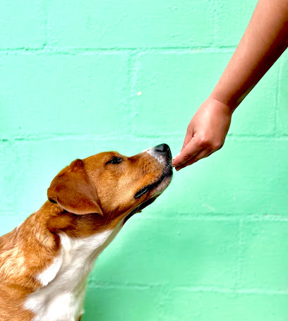 Taylored Dog Training