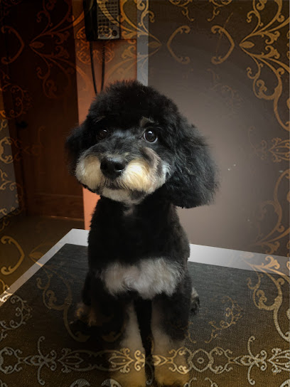 Judit’s Dog Grooming