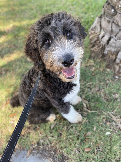 Sapphire & Co. Pet Sitting, LLC