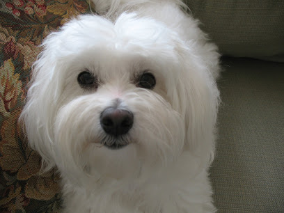 Arlington Pet Center Grooming - Family owned