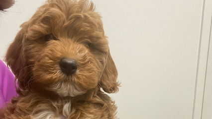 North FLorida Mini Goldendoodles