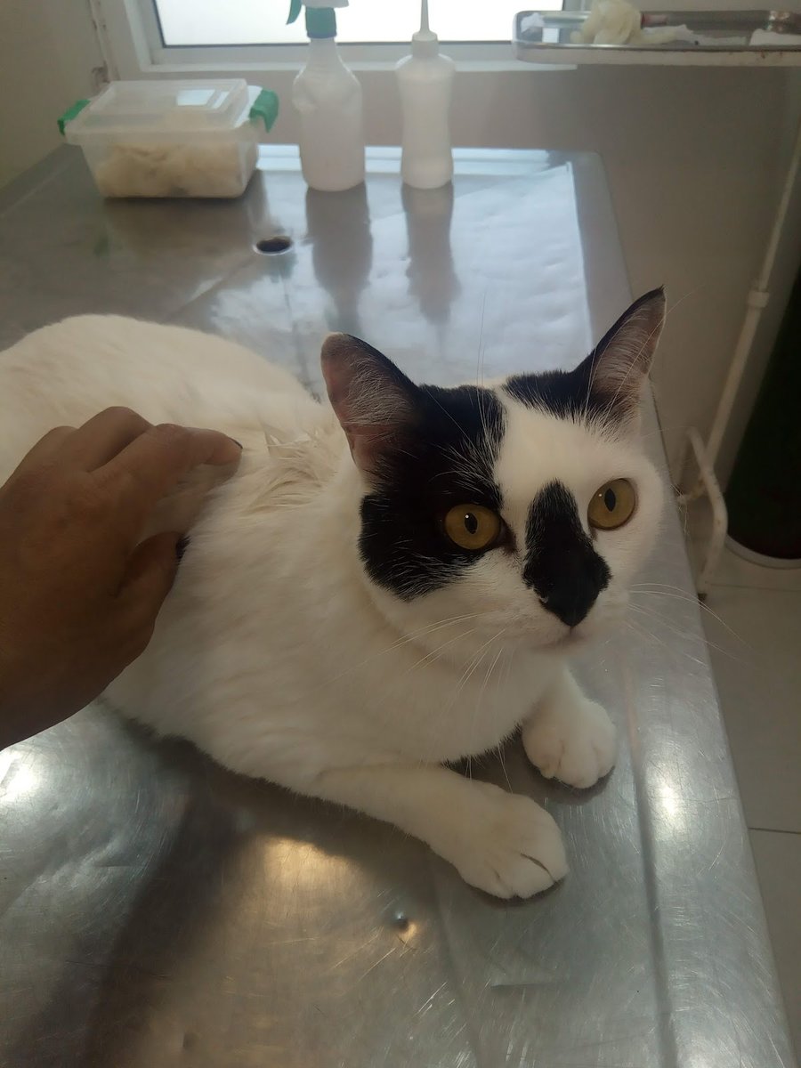 Veterinária Búzios