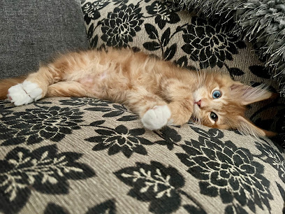 Singularity Maine Coons