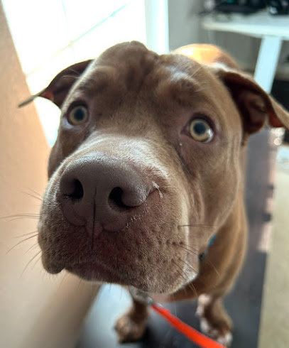 Magic Moments Dog Training