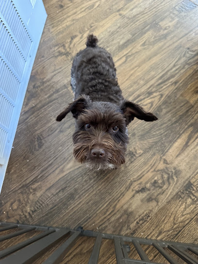 Canine Dimensions In-Home Dog Training