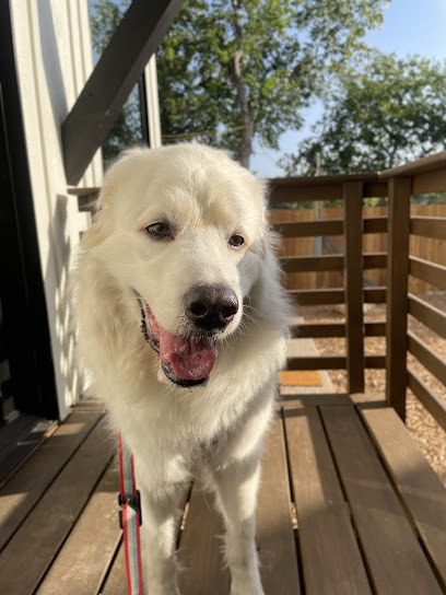 BEST DOG NANNY EVER!