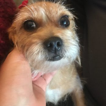 Rosie's Pet Boutique