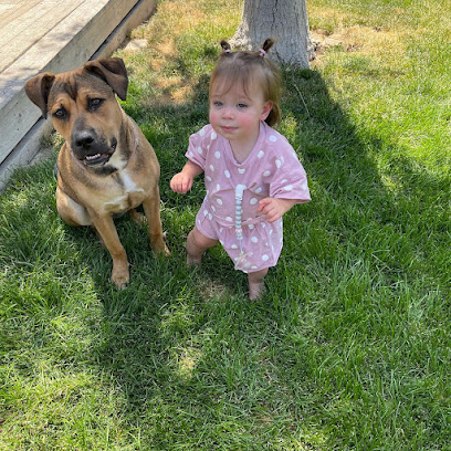 Wagging Tails dog training