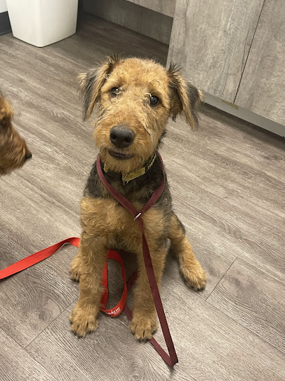 Westcliff Animal Hospital