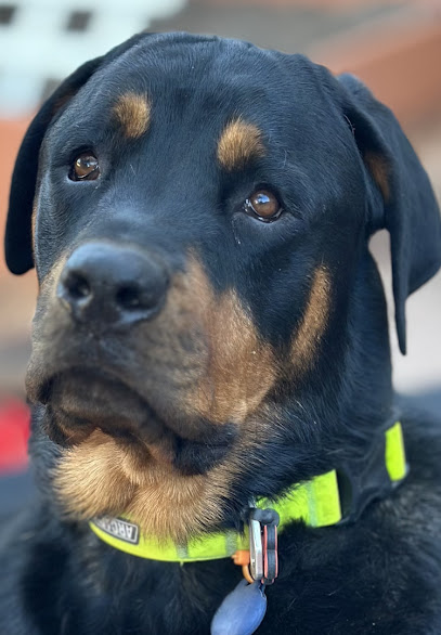 Always Faithful Dog & Puppy Training Fort Worth TX