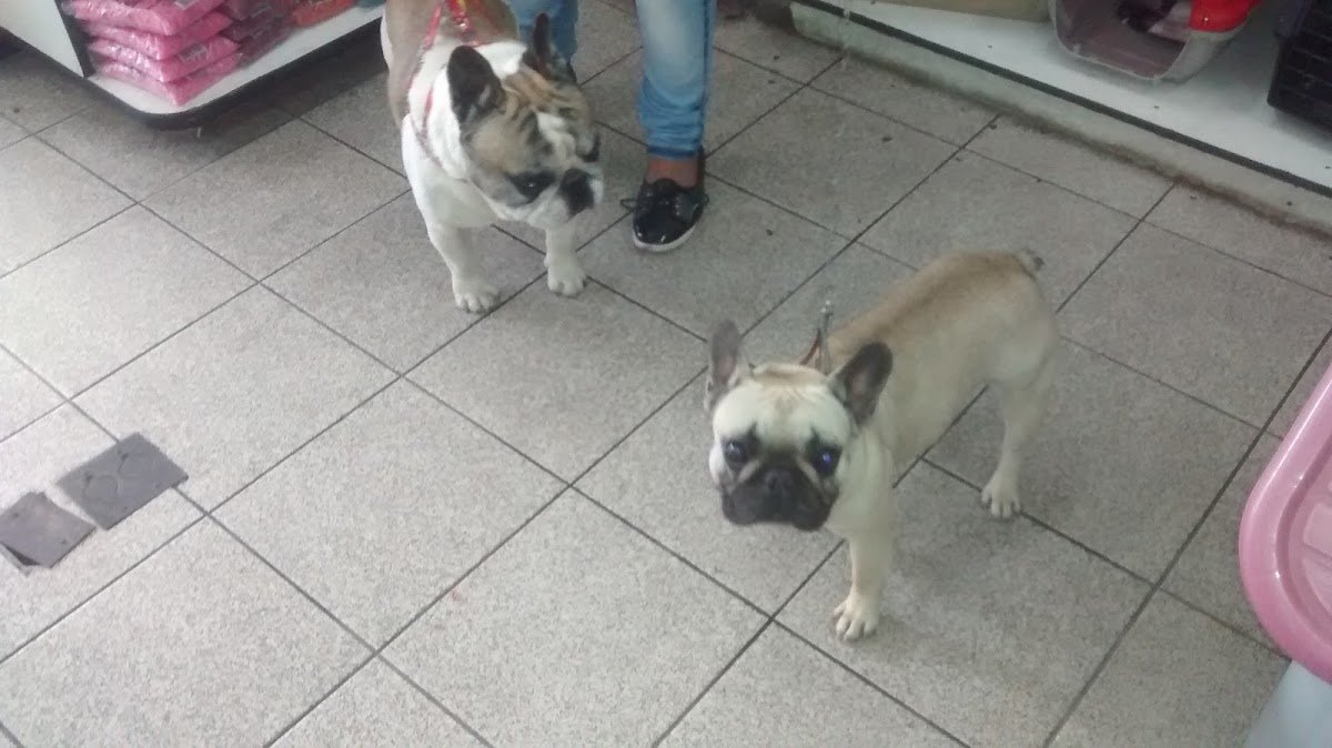 Snoop Pet Shop Centro de Estética Animal