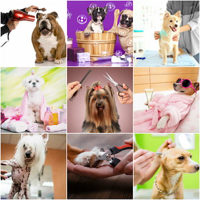 PetGrooming.Rocks -- Fort Worth TX