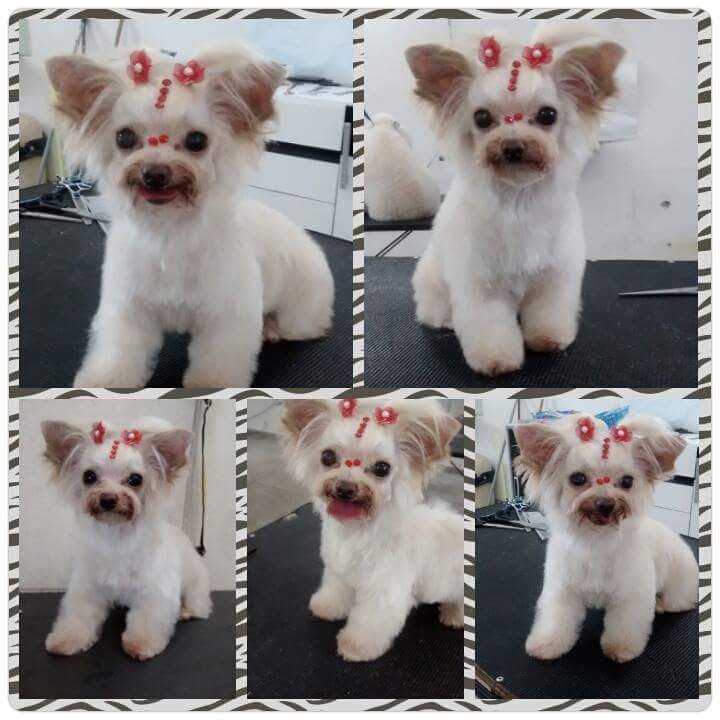 Banho e Tosa Pêlos e Patas