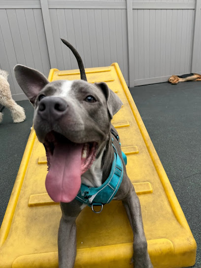 Dogtopia of Fort Worth - Downtown