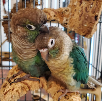 Laura’s Little Parrots