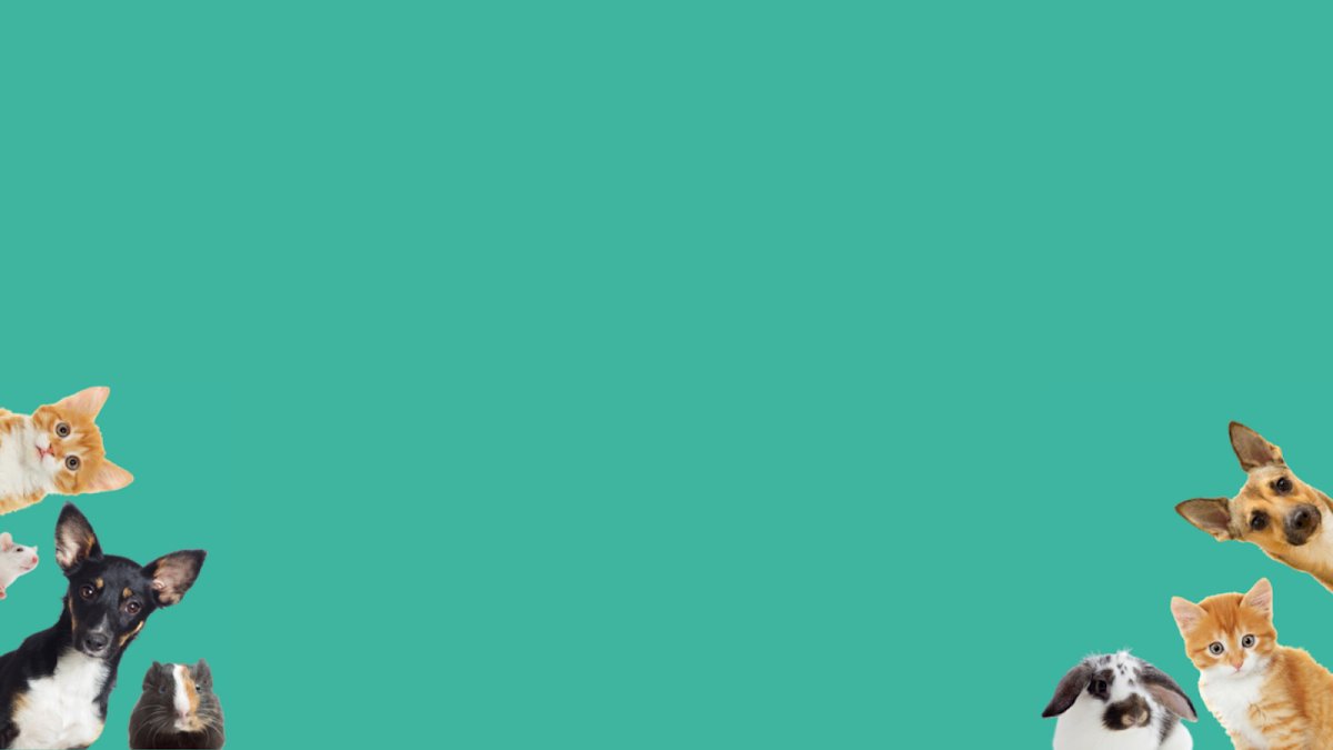 Zootec Clínica Veterinária