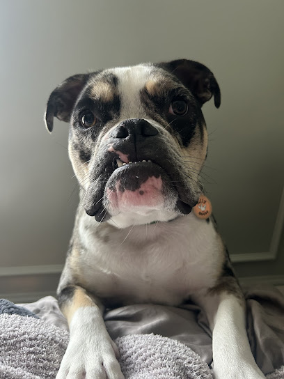 Code Red Animal Project Inc.