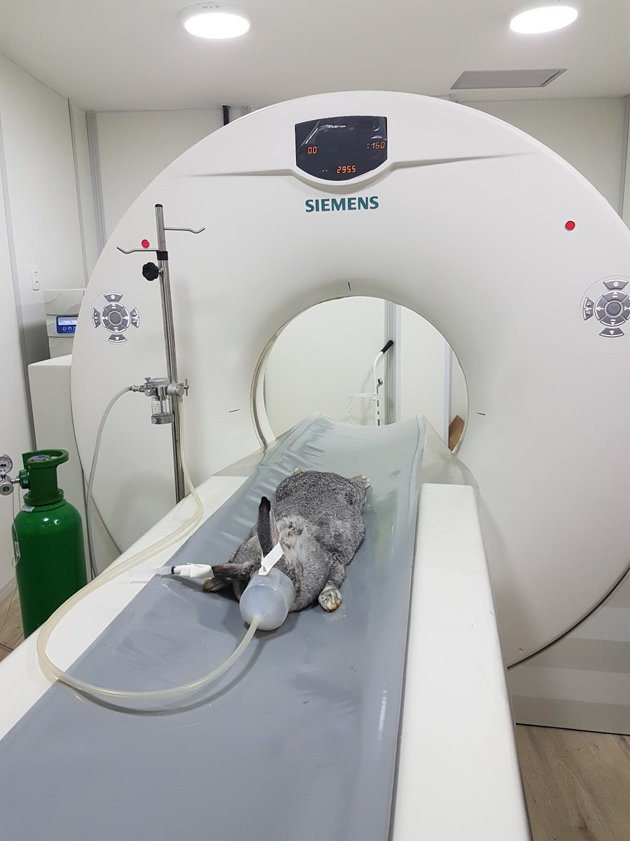 ITAVET Diagnóstico Veterinário