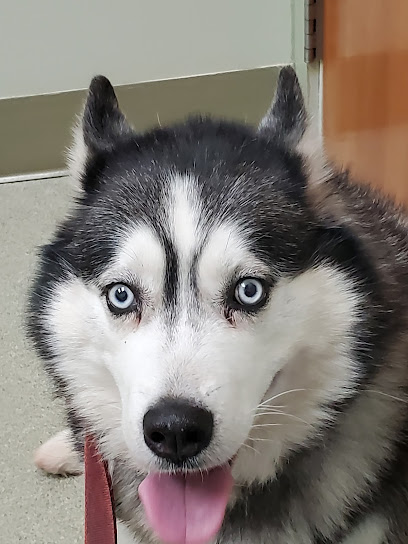 Bethel Animal Hospital