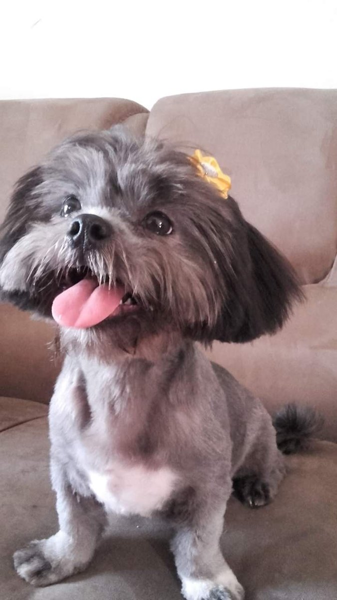 Saúde Animal Clínica Veterinária de Itapevi